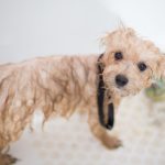 mobile pet grooming davie fl